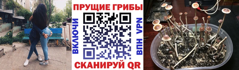 shop наркотические препараты  Нарьян-Мар  Псилоцибиновые грибы Psilocybe 